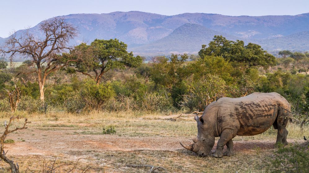Pytláka v Krugerově parku ušlapali sloni